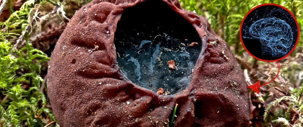 Harvard Calls This a “Brain Miracle”