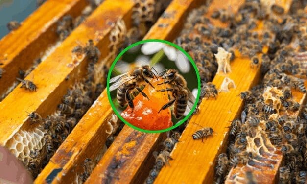 Why Growing Bees Is Easier Than You Think
