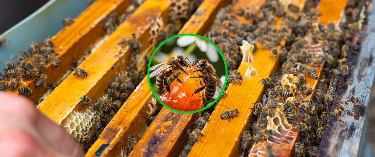 Why Growing Bees Is Easier Than You Think