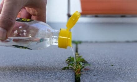 The Vinegar Weed Killer Recipe Every Homesteader Should Know