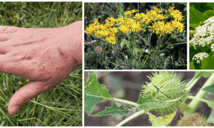 10 Plants You Should Never Touch