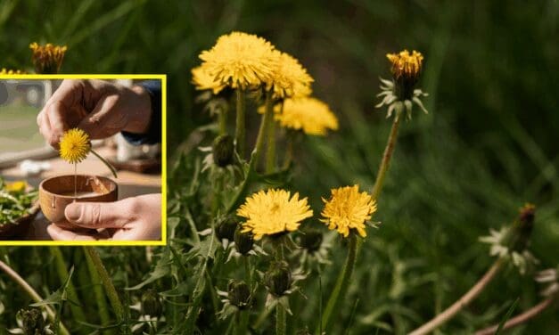 How To Make Natural Glue from Backyard Plants