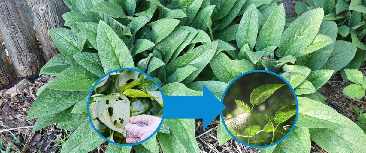 The One Plant That Can Fix Your Entire Garden – And You’re Probably Ignoring It