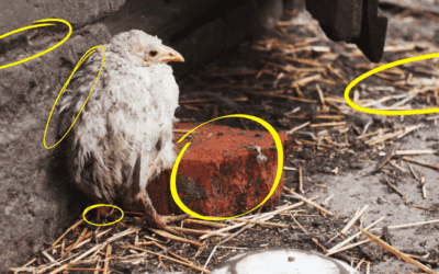 This Is Making Your Chickens Sick