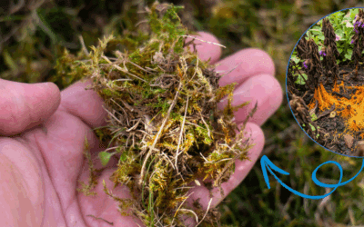 What’s Killing Your Plants Behind Your Back