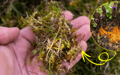 What’s Killing Your Plants Behind Your Back