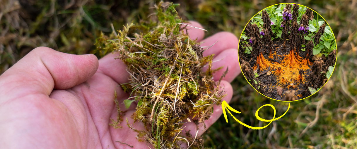 What’s Killing Your Plants Behind Your Back