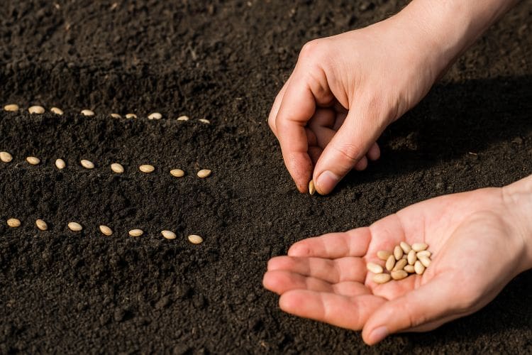 Direct Soil Germination (for resilient seeds)