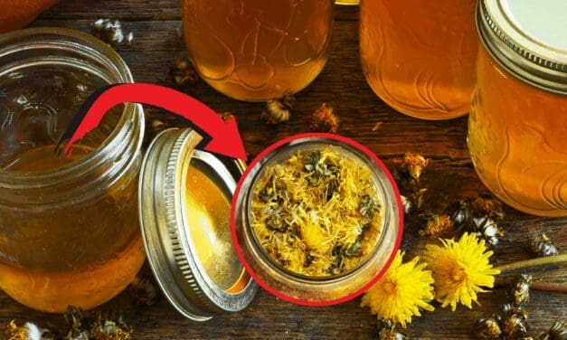 How To Make Survival Dandelion Jelly with 2 Years Shelf Life