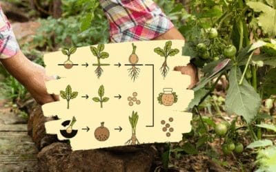 Why Do You Always Forget To Harvest This?