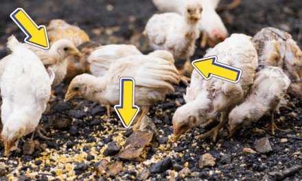 Your Chicken Coop Could Be a Death Trap