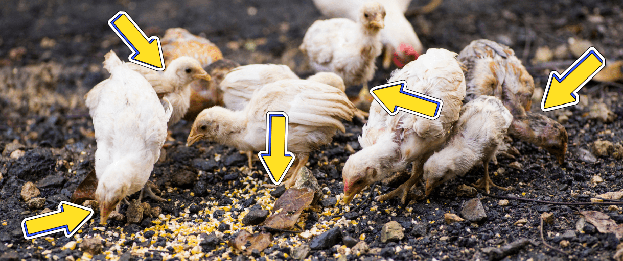 Your Chicken Coop Could Be a Death Trap