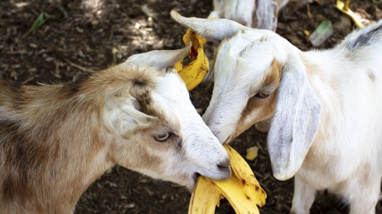 goats eating banana peels