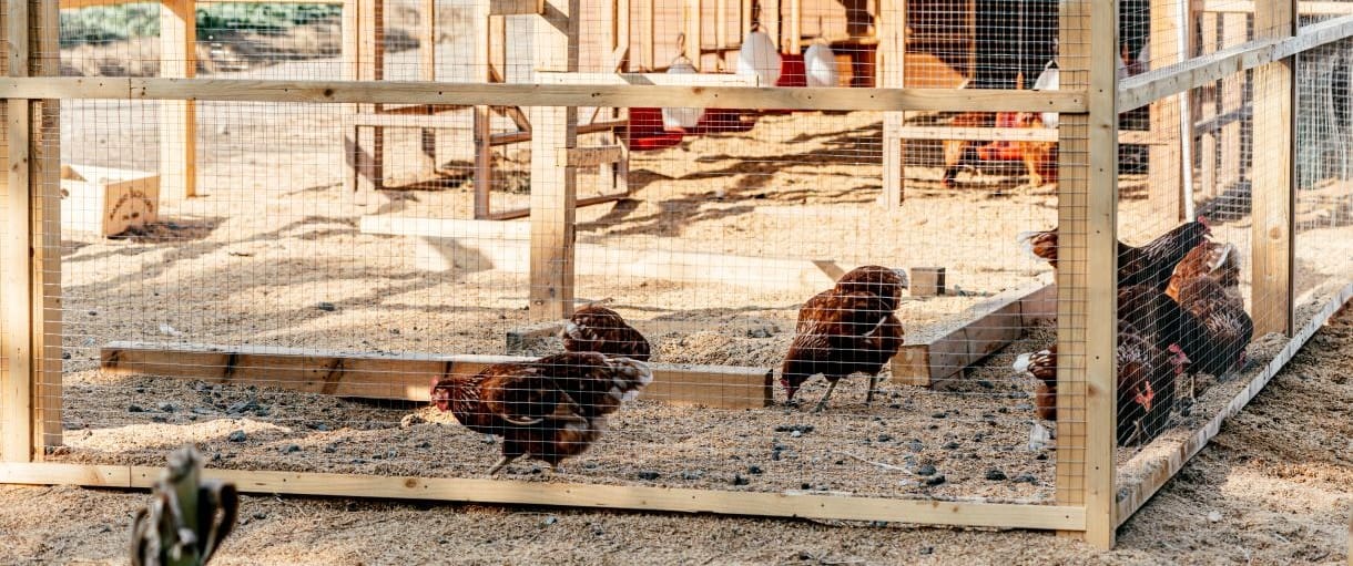The Best Homemade Chicken Coop Deodorizer