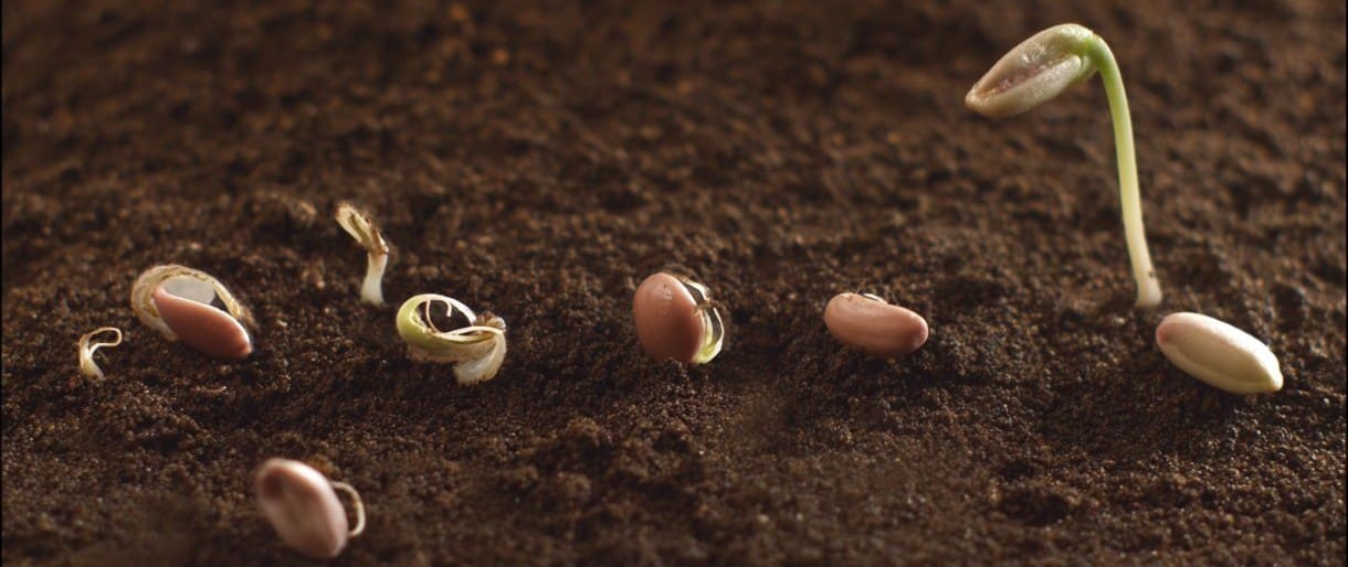 How to Germinate Seeds