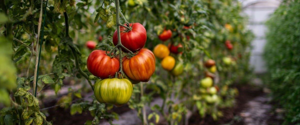 How to Ripen Greenhouse Tomatoes (Without Guesswork)
