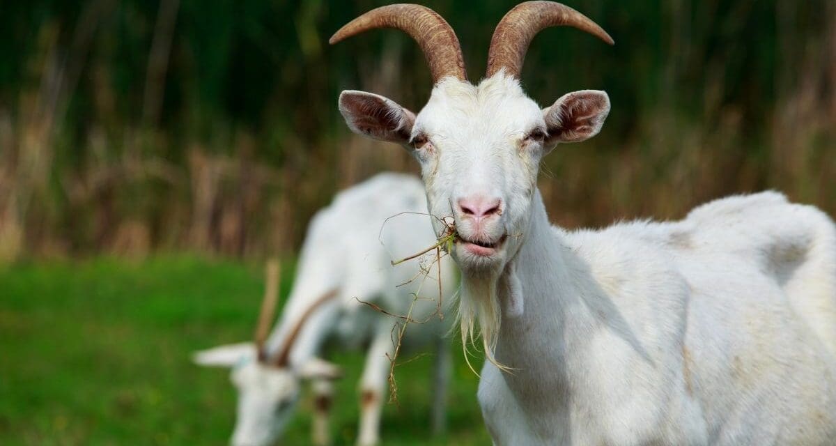 What Do Goats Eat?