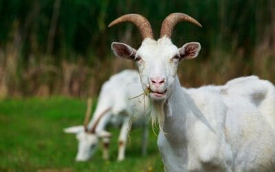 What Do Goats Eat?