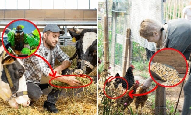 10 Natural Remedies for Common Livestock Ailments