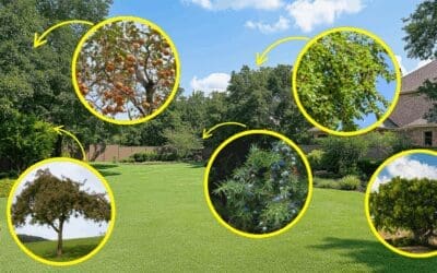 12 Trees Every Homesteader Should Plant In Their Backyard