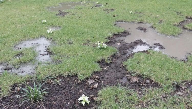 Areas to Avoid When Planting Asparagus