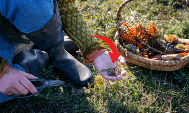 Foraging In Autumn: Edible And Medicinal Plants You Need To Forage Before They’re Gone