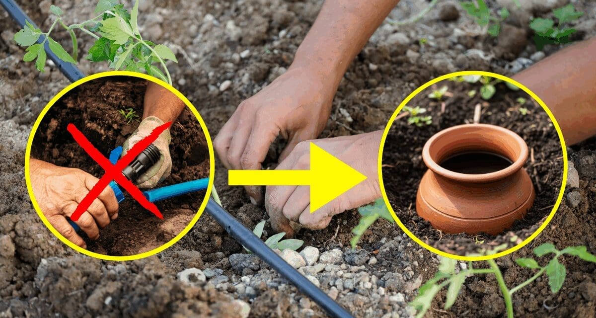 The Native American Way To Self-Water Your Backyard