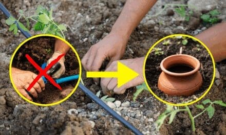 The Native American Way To Self-Water Your Backyard