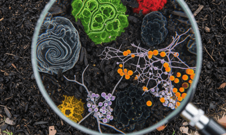 This Is How Your Compost Could Kill You