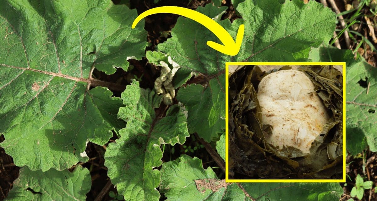 What Happens If You Cook Your Food In Leaves?