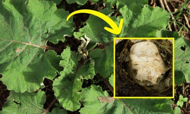 What Happens If You Cook Your Food In Leaves?