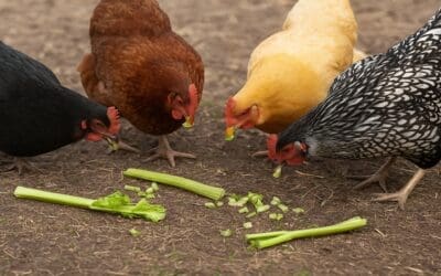 Can Chickens Eat Celery?