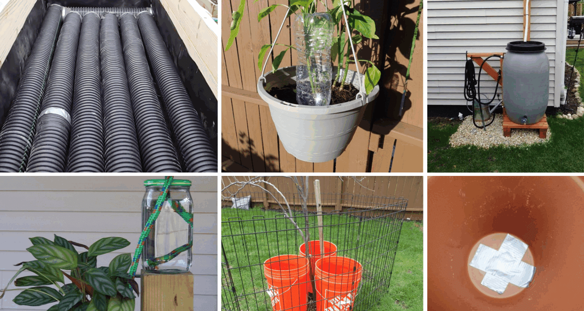 How to Water Your Plants When You’re Away