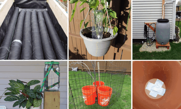 How to Water Your Plants When You’re Away