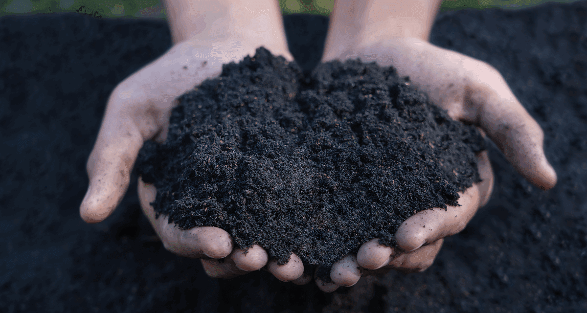 The Black Soil That Doubles Your Harvest
