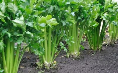 How to Plant Celery: A Step-by-Step Guide for Self-Sufficient Gardeners
