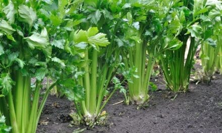 How to Plant Celery: A Step-by-Step Guide for Self-Sufficient Gardeners