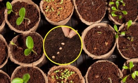 How I Saved $400 a Year by Harvesting My Garden Seeds