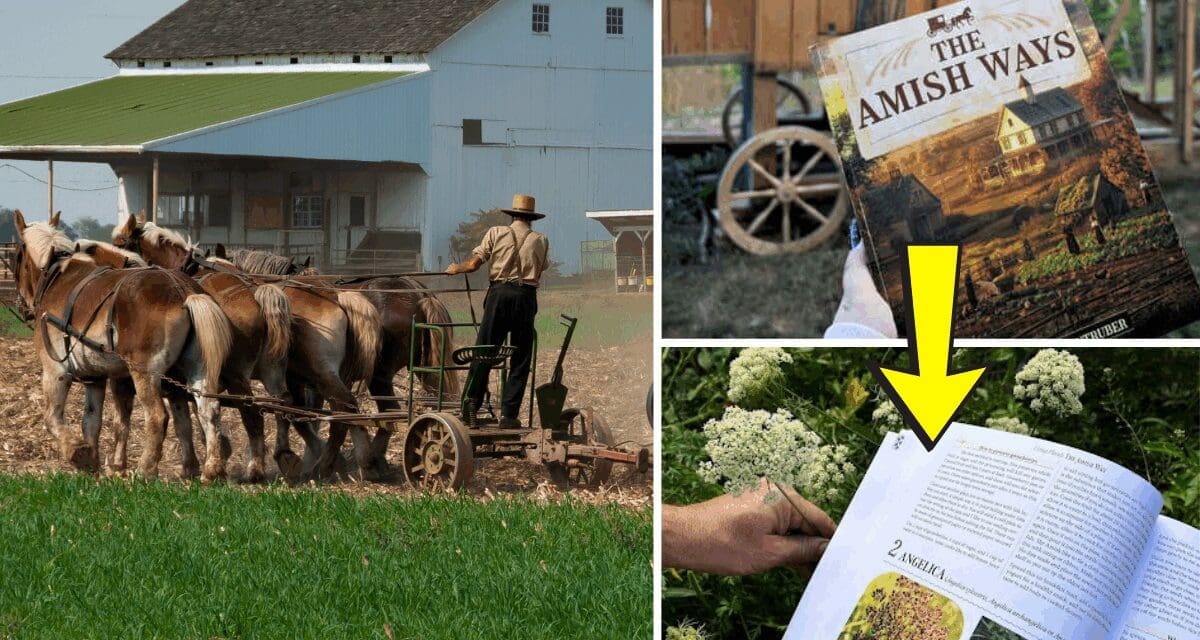 The Amish Ways: Book Review