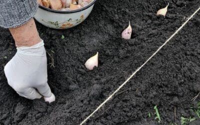 Planting Garlic Right