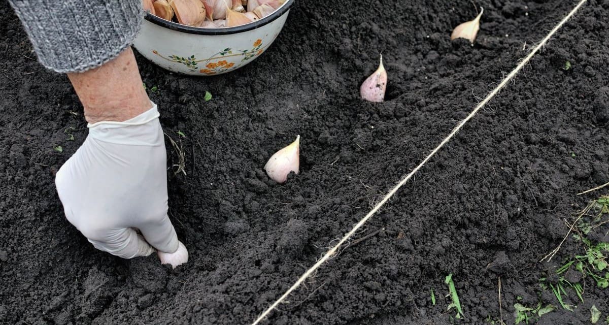 Planting Garlic Right
