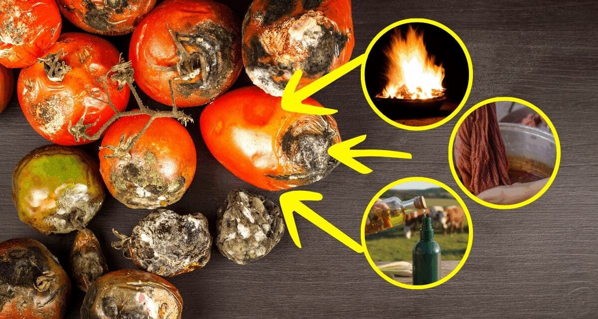 10 Uses for Spoiled Vegetables (Not Compost!)