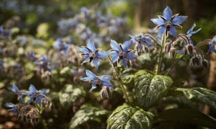 What Is Borage?